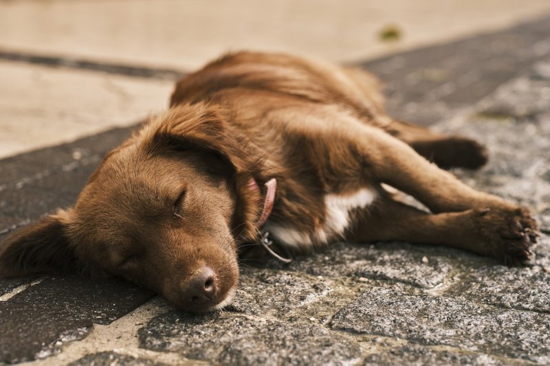 Na co si dát pozor, aby dovolená neskončila u veterináře