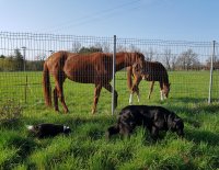 Veterinární poradna – Kdy je potřeba očkovat proti tetanu?