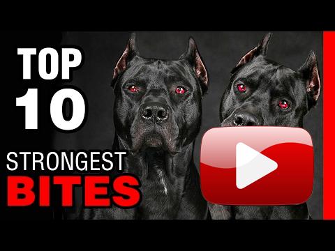 TOP 10 DOGS WITH STRONGEST BITE FORCE