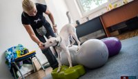 Domácí psí fitness – pokročilé cviky na balónech II. kombinace balančních pomůcek