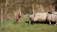 Anketa majitelů – belgický ovčák malinois