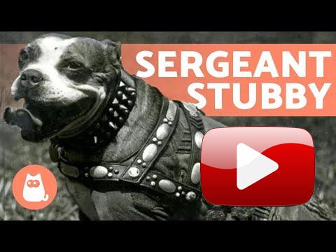 Video: Psí hrdinové - Stubby, válečný pes