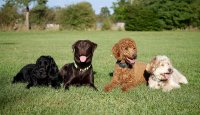 Policie z Walesu využívá DNA psů ke ztotožnění