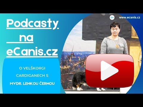 O velškorgi cardiganech s MVDr. Lenkou Černou! 