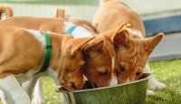 Abeceda zdravých potravin – Bezlepkové a zdravé suroviny do psích pamlsků – 5. díl