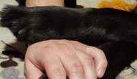 Jak jsem si pořídila Kiwi – letem světem s „asistenčním flatem”