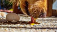 Abeceda zdravých potravin – Doplňky stravy – 6. díl