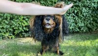 Psí triky a jak na ně – 11. díl
