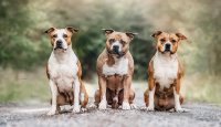 Teriér s duší pracanta – to je amstaff