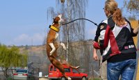 Bull sporty s Lucy – High jump – 1. díl