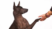 Xoloitzcuintle, neboli mexický naháč