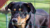 Adopce psa – důvěřuj, ale prověřuj!