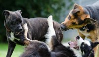 Učení psa a socializace – 5. díl