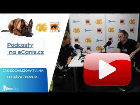 Jak socializovat a na co dávat pozor…