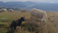 Poklad slovenských salašov – to je hajčiarik