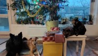 Svátky mohou být dokonalé, i když je cukroví okoralé – hlavně že jsme spolu u jednoho stolu!