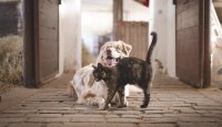I socializace na ostatní zvířata je důležitá – 9. díl