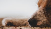 Srdeční červivost – můžete ji potkat i u nás