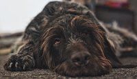 Český fousek ve srovnání s některými jinými ohaři