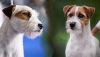 Parson a Jack Russell teriér – dvě plemena, jeden základ 
