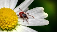 Období zvýšené aktivity blech a klíšťat již „ťuká“ na dveře