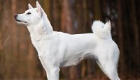 Japonský národní poklad – to je kishu
