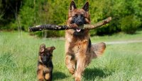 Můj život s… Nová rubrika na eCanis