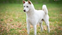 Kishu – pořádná porce energie a chuti do práce