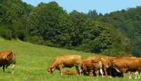 Zrušení zákazu dovozu zvířat z části Rakouska, umožnění dovozu některých živočišných produktů ze Slovenska a Maďarska