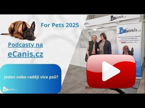 Jeden nebo raději více psů?