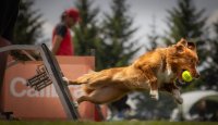 Co je to vlastně ten flyball? – 1. díl