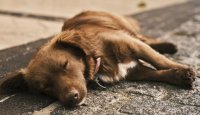 Na co si dát pozor, aby dovolená neskončila u veterináře
