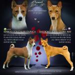 Basenji štěňata
