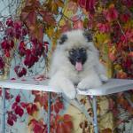 wolf spitz