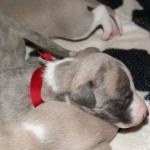 Whippet