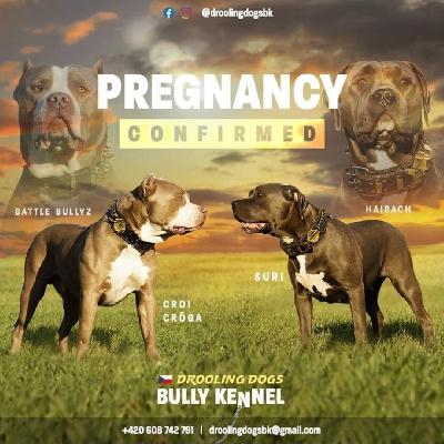 American bully XL 