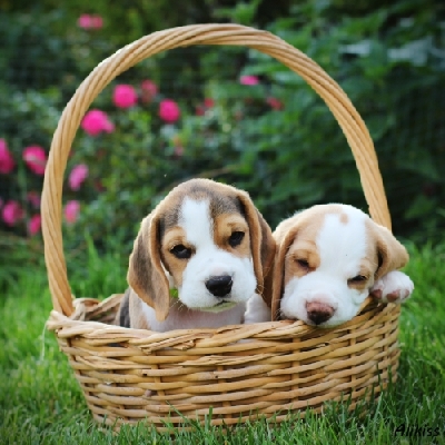 Beagle (Bígl)