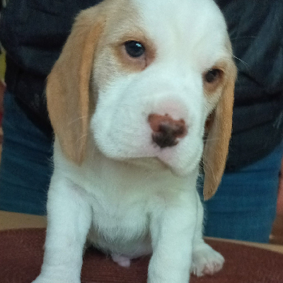 Beagle pejsek s PP