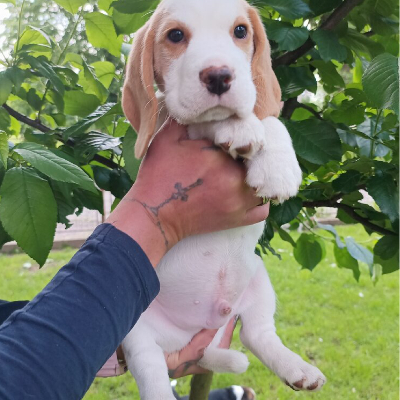 Beagle pejsek s PP