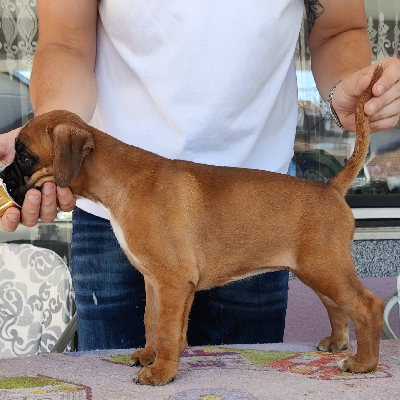 Boxer štěňata na prodej