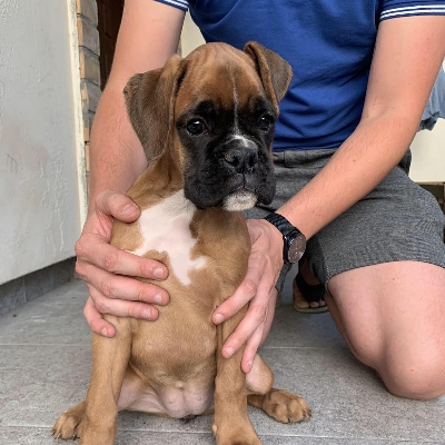 Boxer štěně