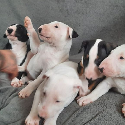 Bullterrier Puppies Available