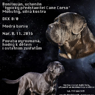 CANE CORSO s PP ke krytí