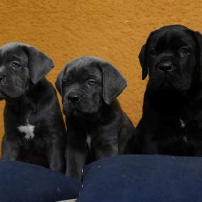 Cane Corso, šteniatka