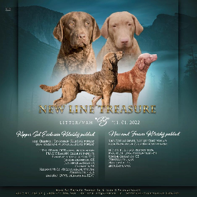 Chesapeake bay retriever s PP(podobný hnědému labradorovi)