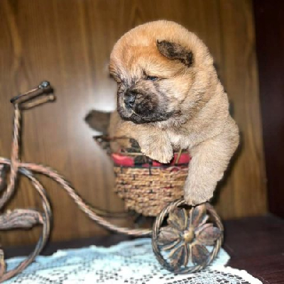 Chow Chow štěňata