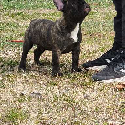Francia bulldog kölykök