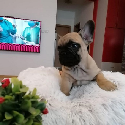 Francouzský buldoček, štěňata špičková kvalita s rodokmenem