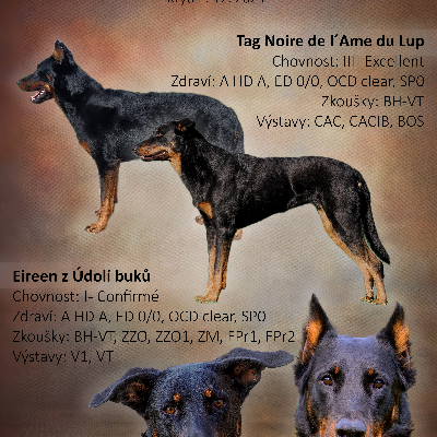Francouzský ovčák beauceron štěňata Olomouc