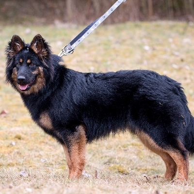 Hledáme ztracenou fenku chodského psa
